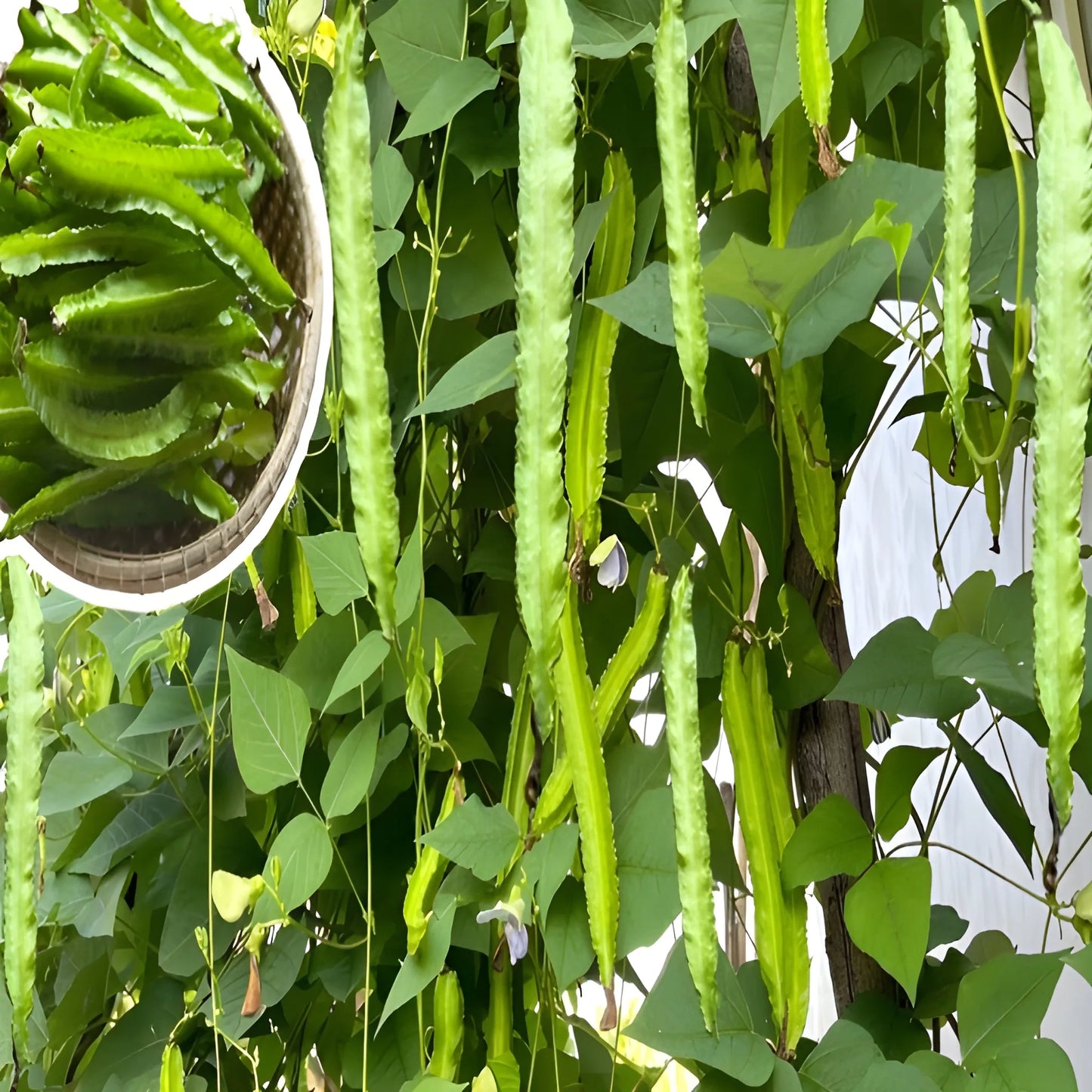 Exotic Dragon Bean Seeds