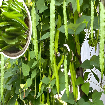 Exotic Dragon Bean Seeds