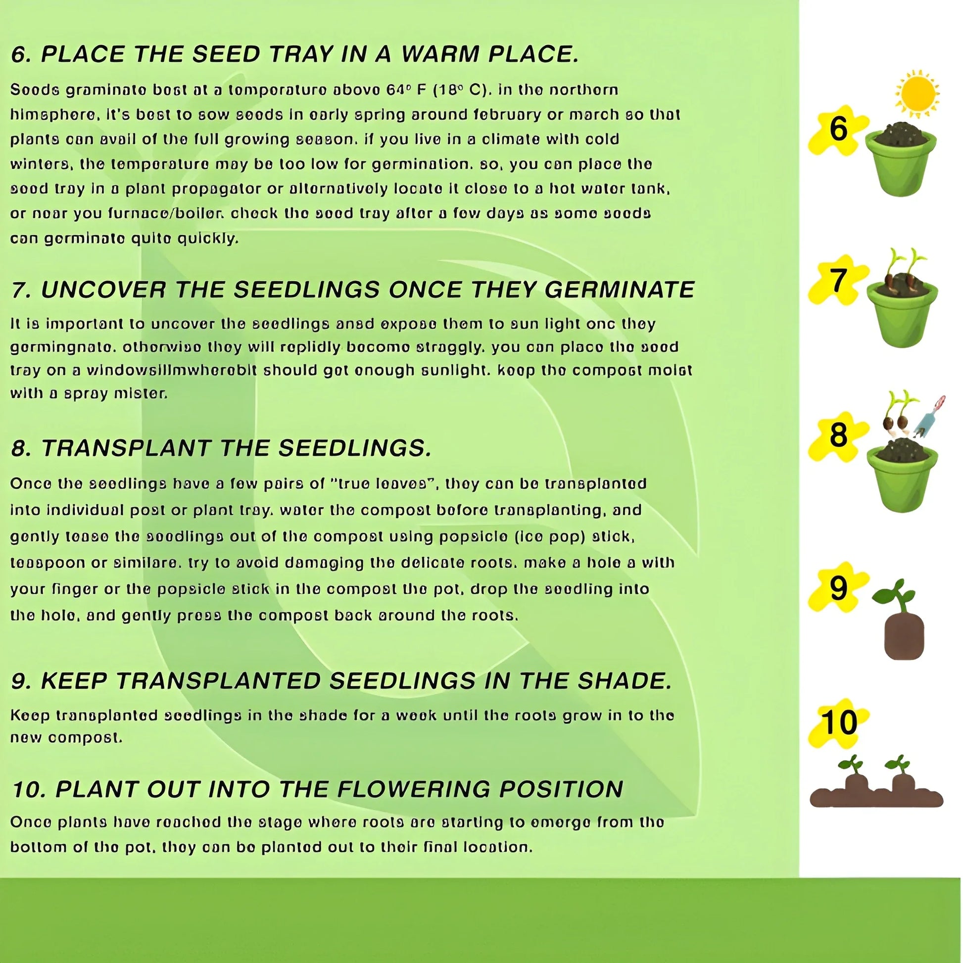 Exotic Dragon Bean Seeds