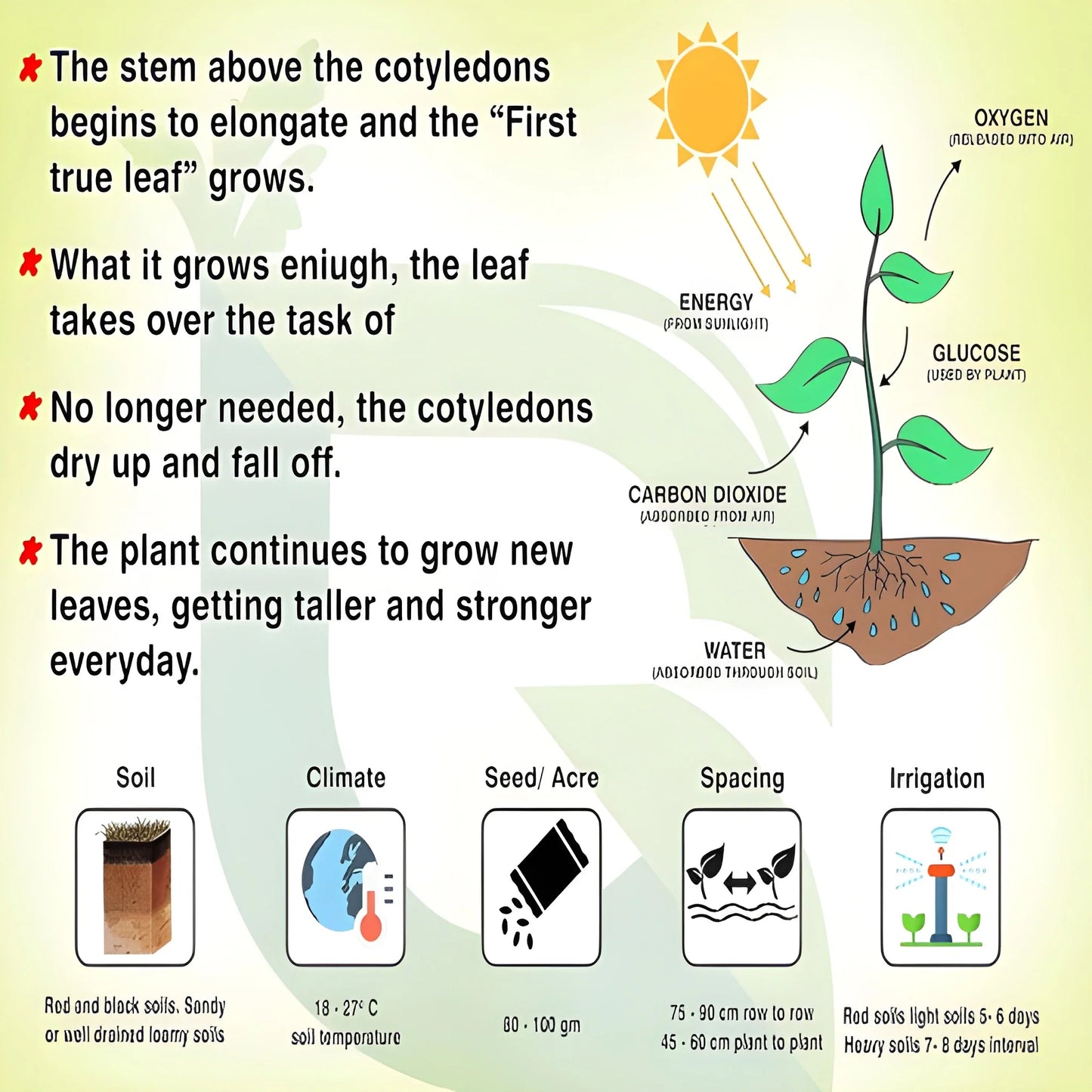 Exotic Dragon Bean Seeds