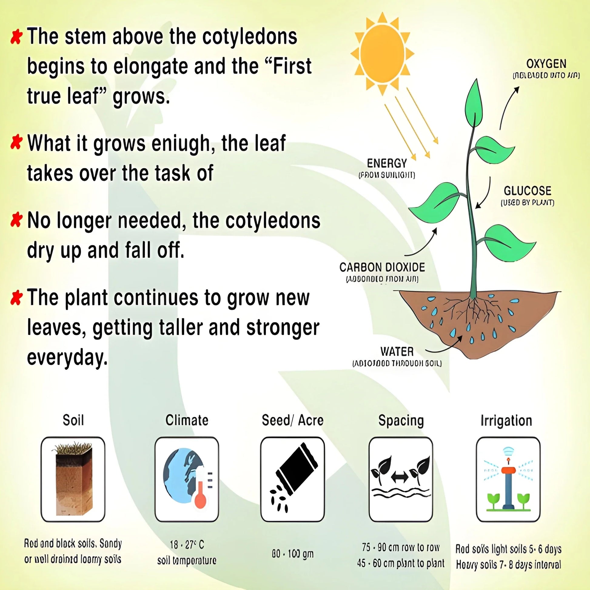 Exotic Dragon Bean Seeds