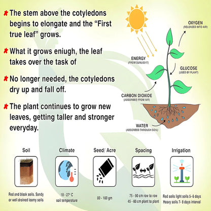 Exotic Dragon Bean Seeds