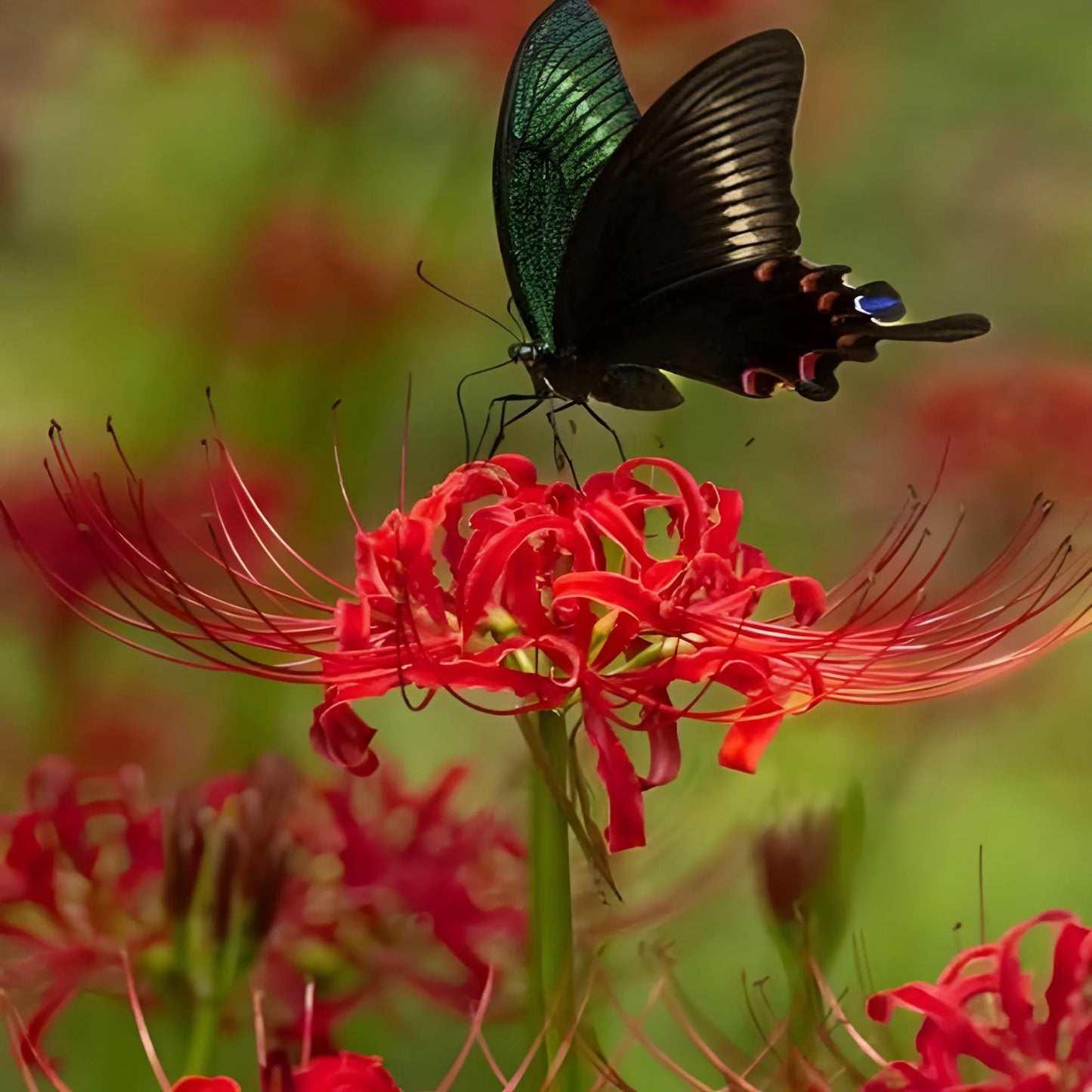 Exotic Lily Flower Bulbs