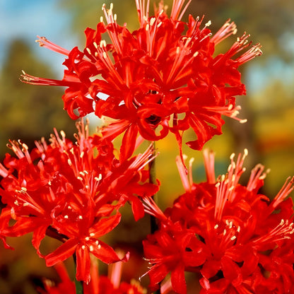 Exotic Lily Flower Bulbs