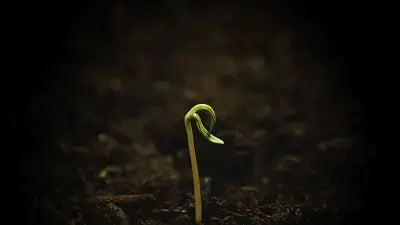 Varieties of Flower Seeds (Pack of 100)