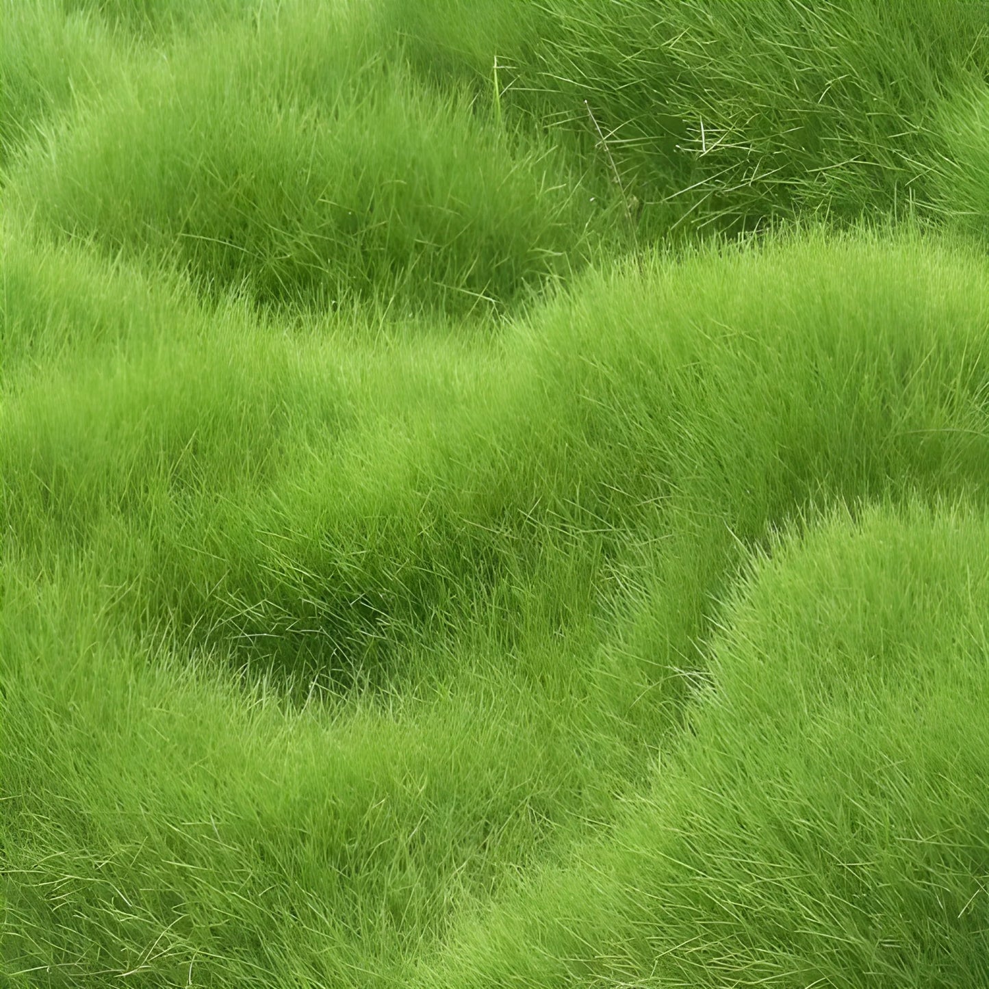 Fast Growing Hybrid Grass Seeds