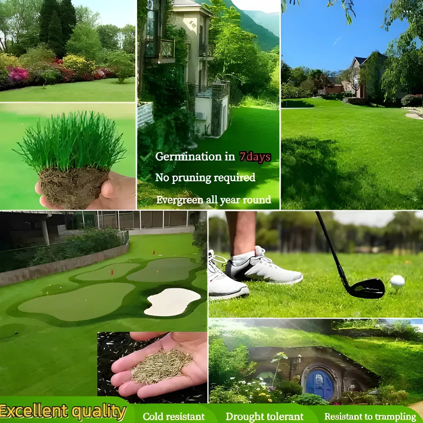 Fast Growing Hybrid Grass Seeds