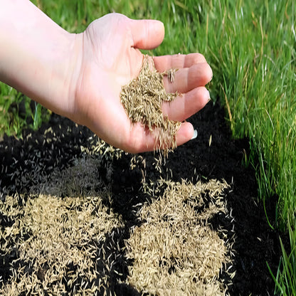 Fast Growing Hybrid Grass Seeds