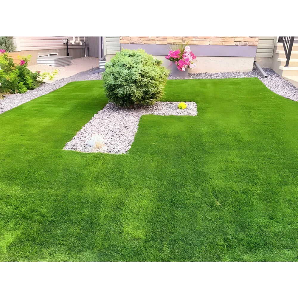 Fast Growing Lawn Grass Seeds