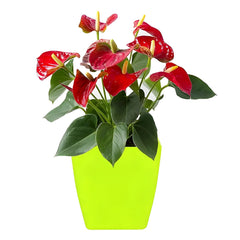 Flower Pots Square Shape For Gardening