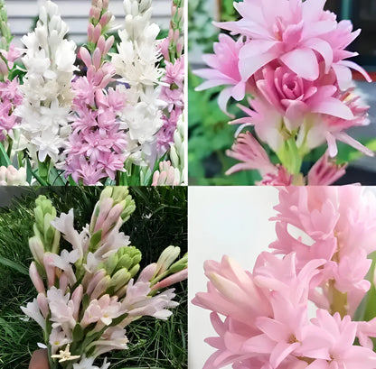Fragrant Double Tuberose Bulbs
