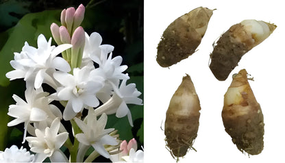 Fragrant Double Tuberose Bulbs