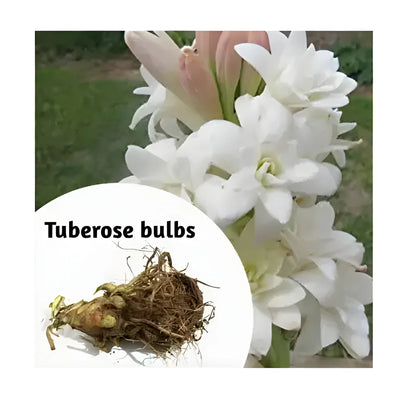 Fragrant Double Tuberose Bulbs