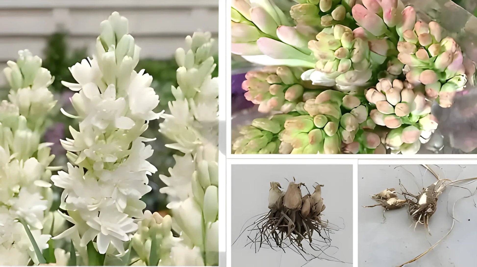 Fragrant Double Tuberose Bulbs