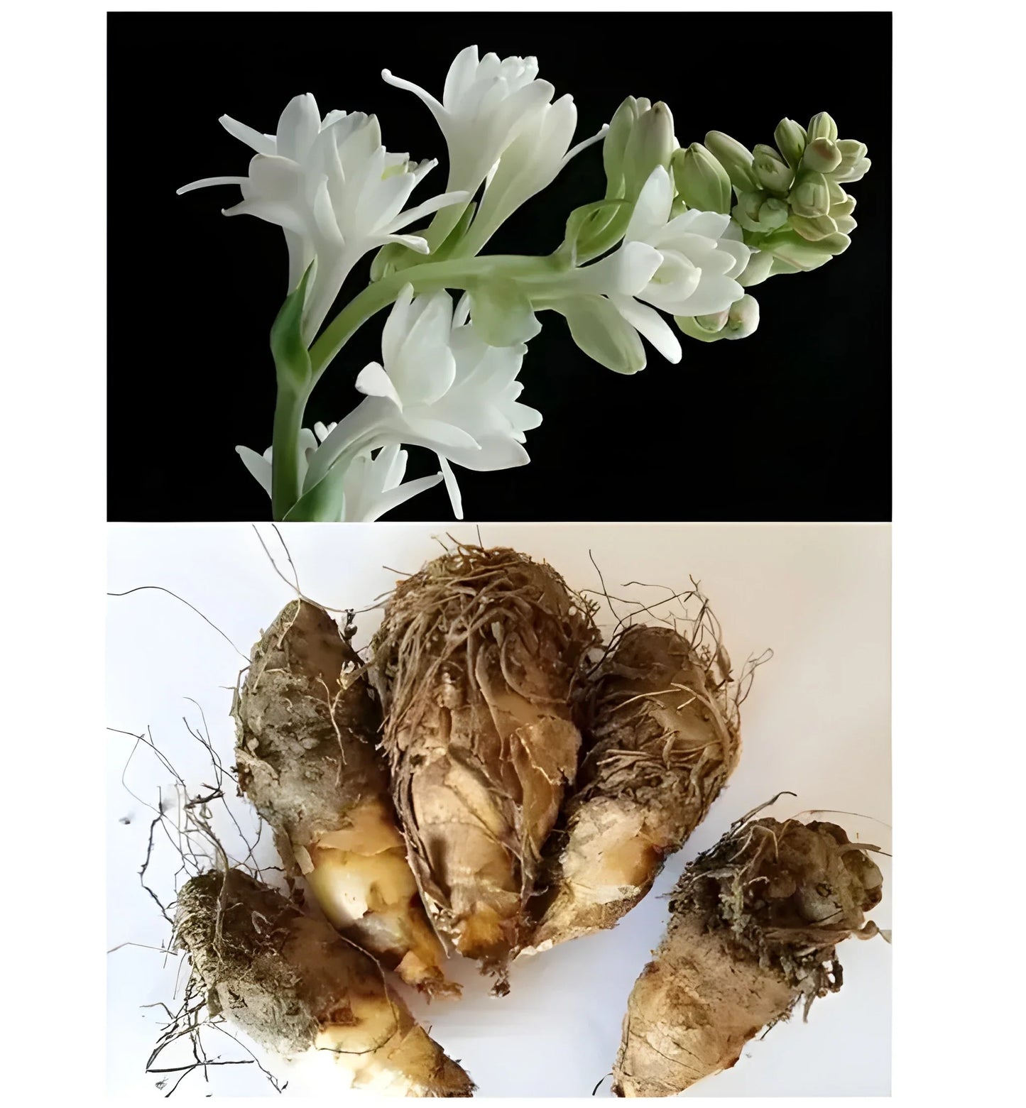 Fragrant Double Tuberose Bulbs