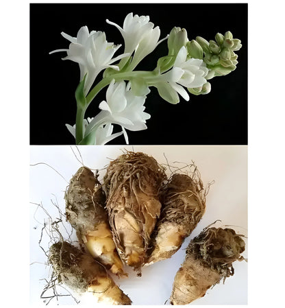 Fragrant Double Tuberose Bulbs
