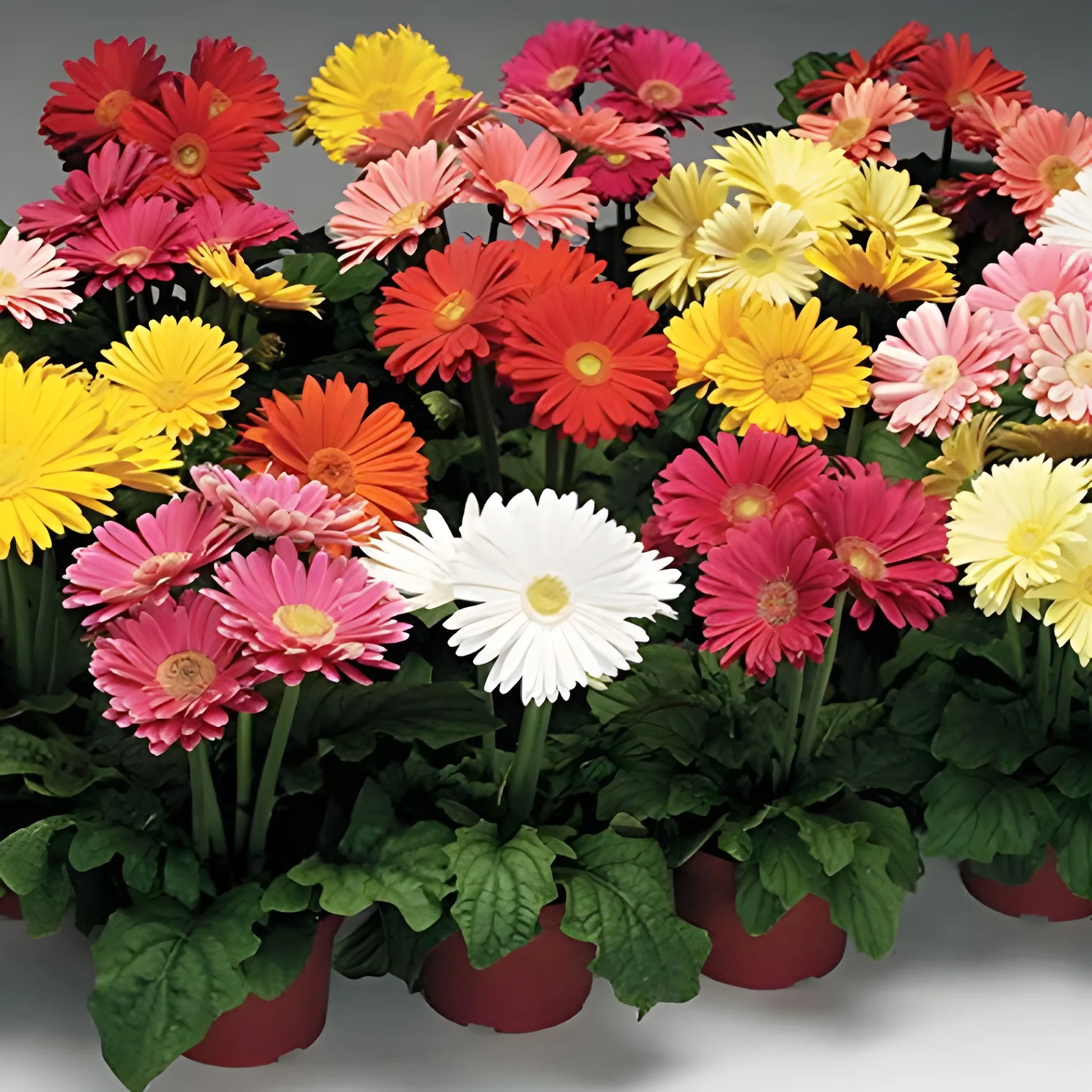 Gerbera Mix Flower Seeds