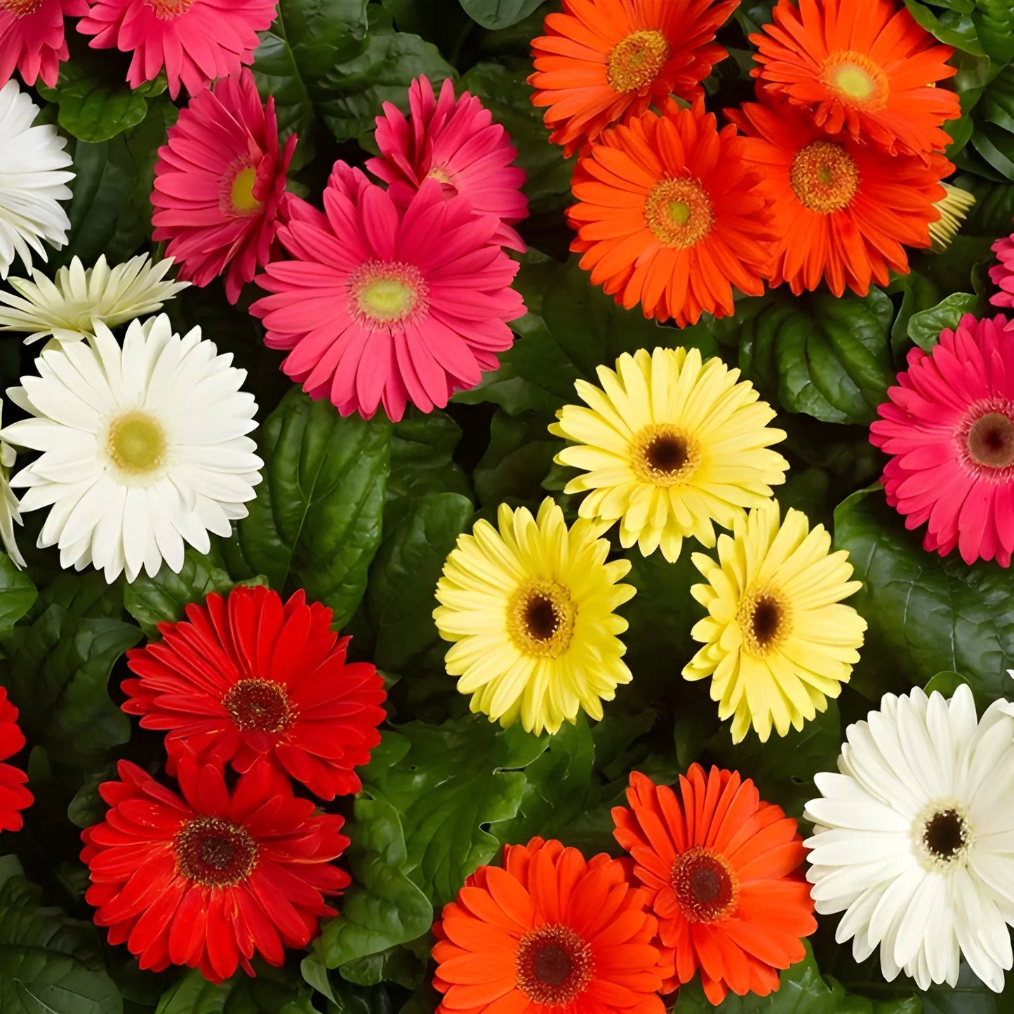 Gerbera Mix Flower Seeds