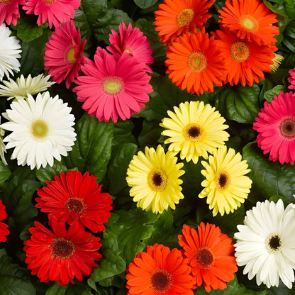 Gerbera Mix Flower Seeds