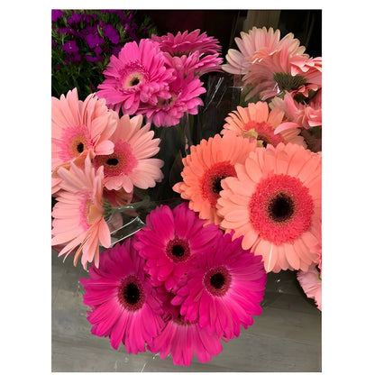 Gerbera Mix Flower Seeds