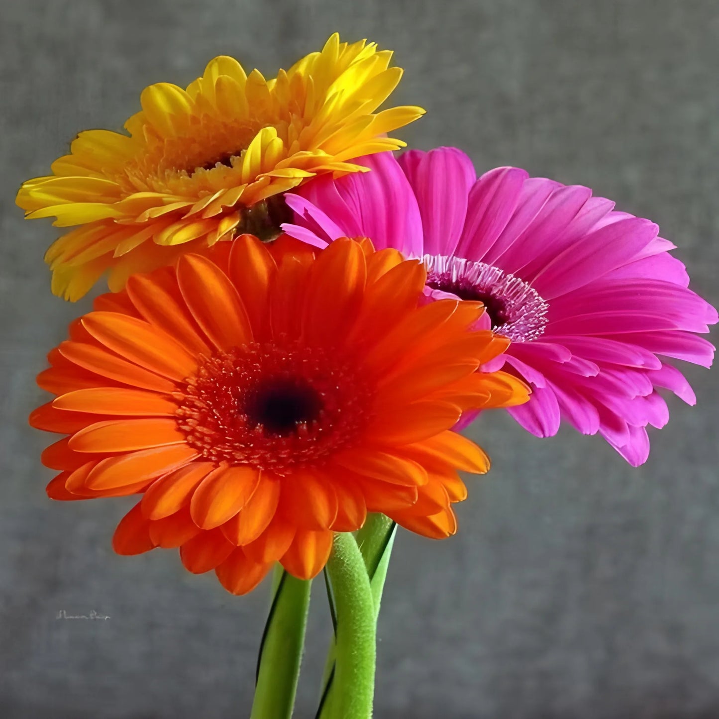 Gerbera Mix Flower Seeds