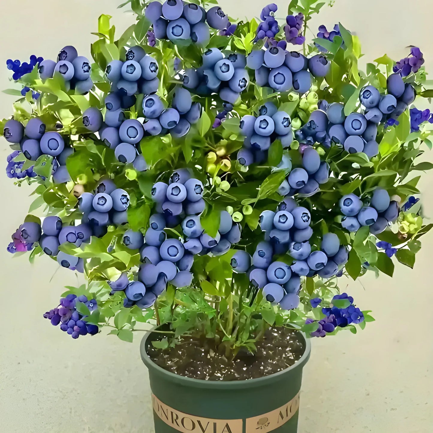 Giant Blueberry Superfood Seeds
