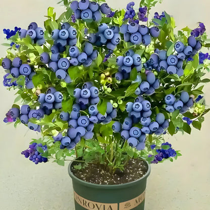 Giant Blueberry Superfood Seeds