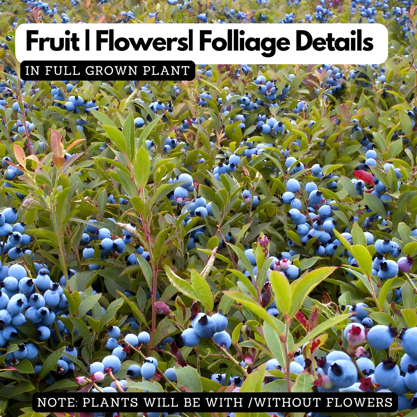 Giant Blueberry Superfood Seeds