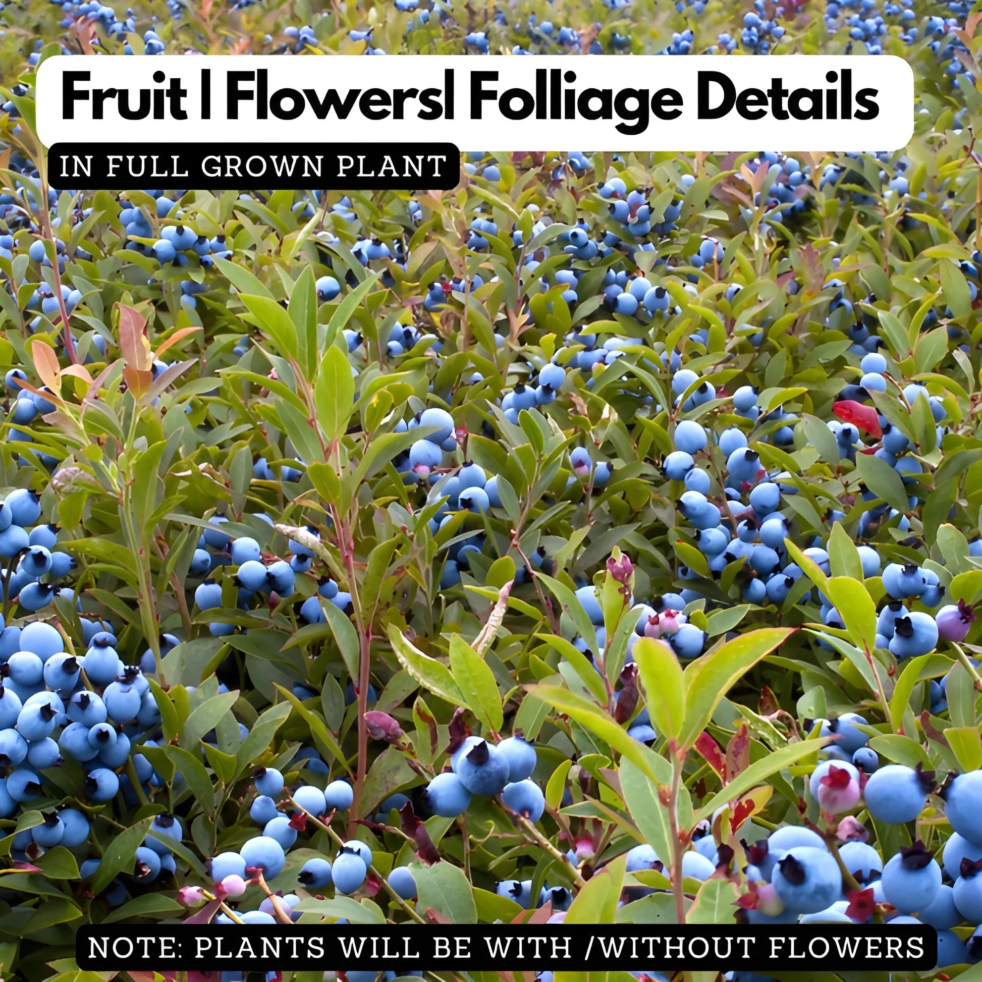 Giant Blueberry Superfood Seeds