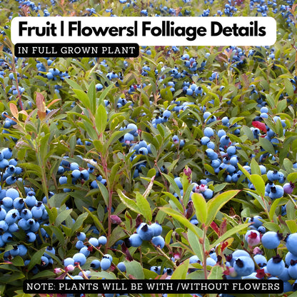 Giant Blueberry Superfood Seeds