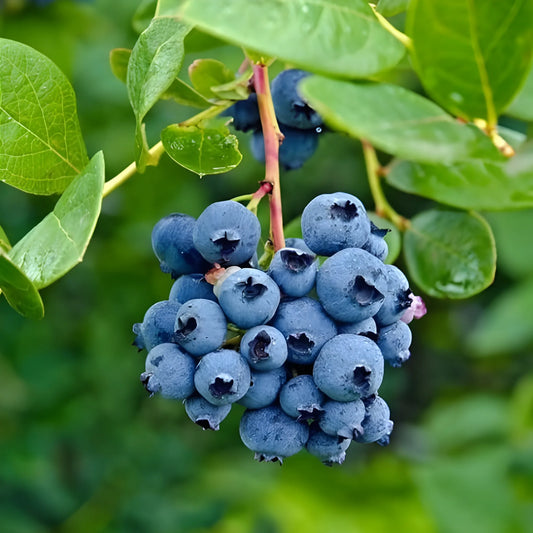 Giant Blueberry Superfood Seeds