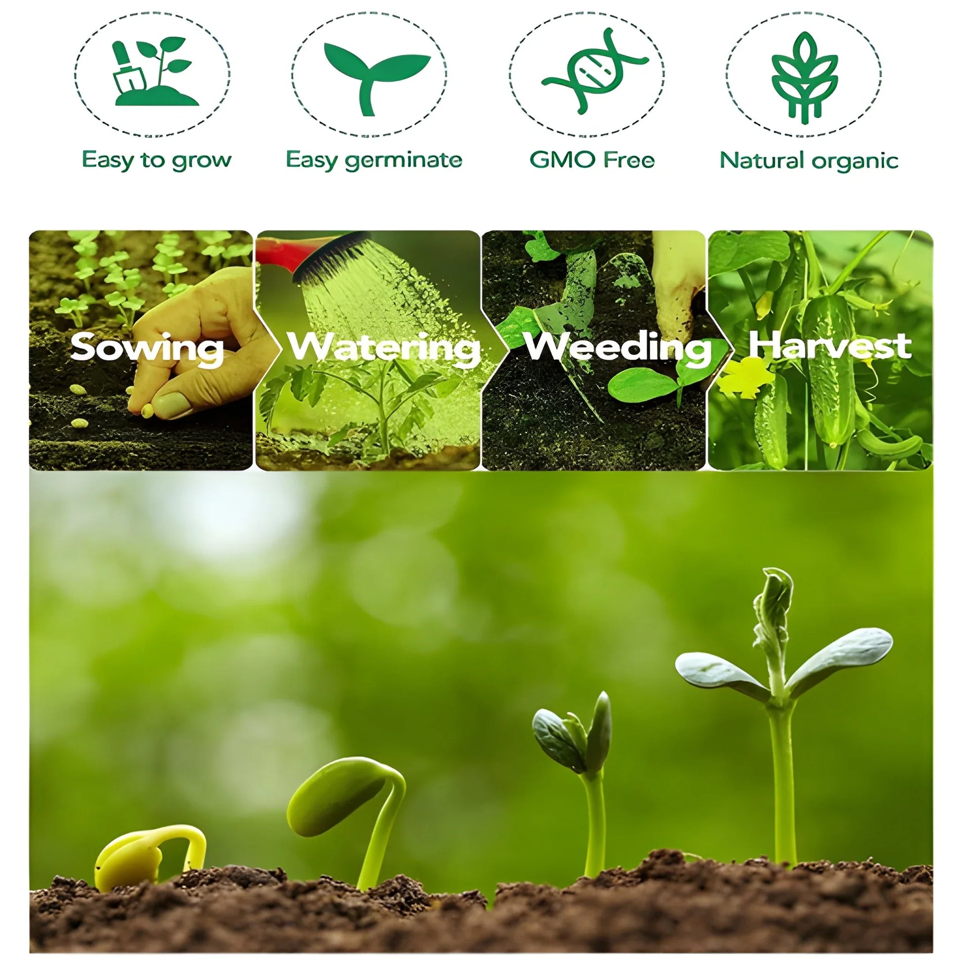 Giant Eggplant Seeds