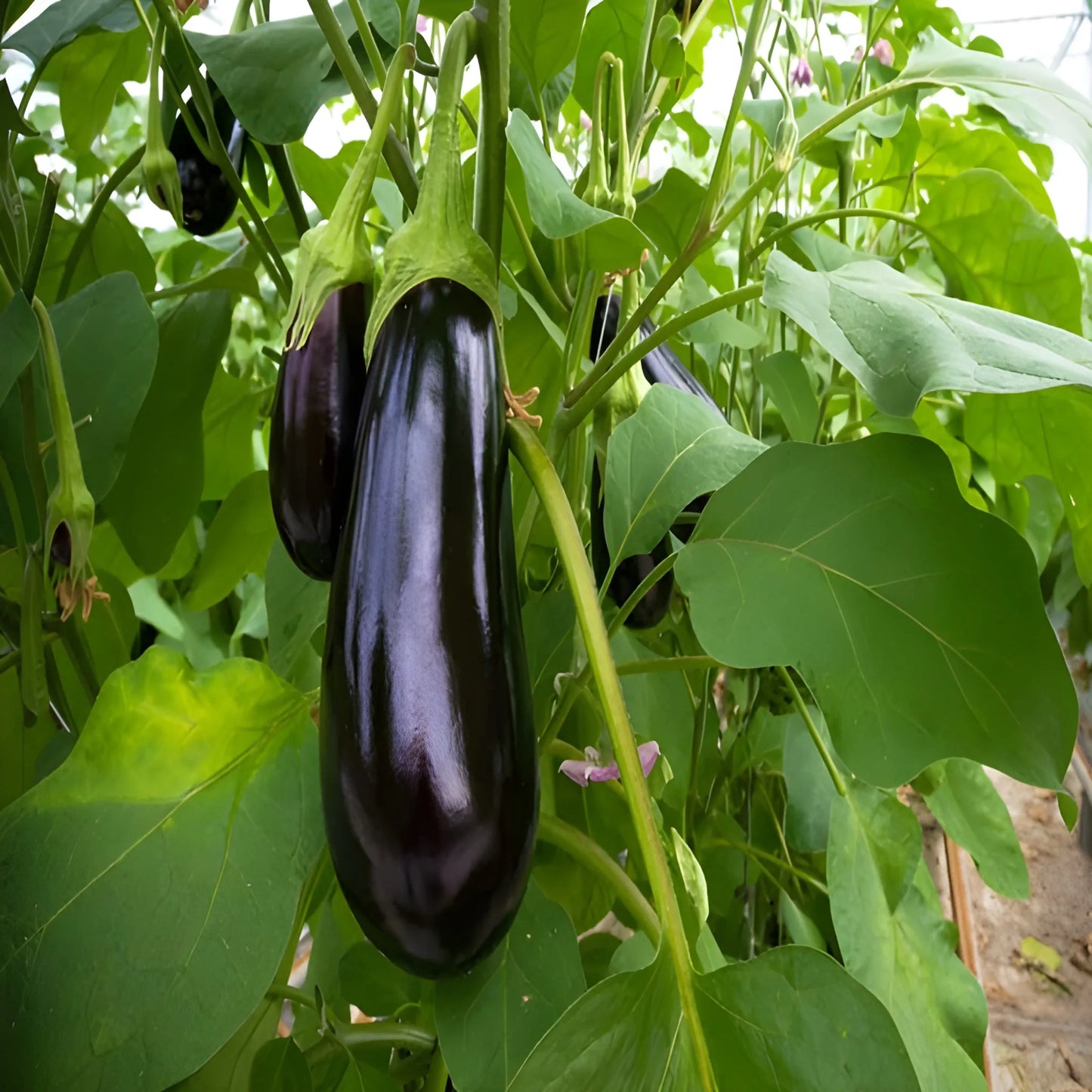 Giant Eggplant Seeds