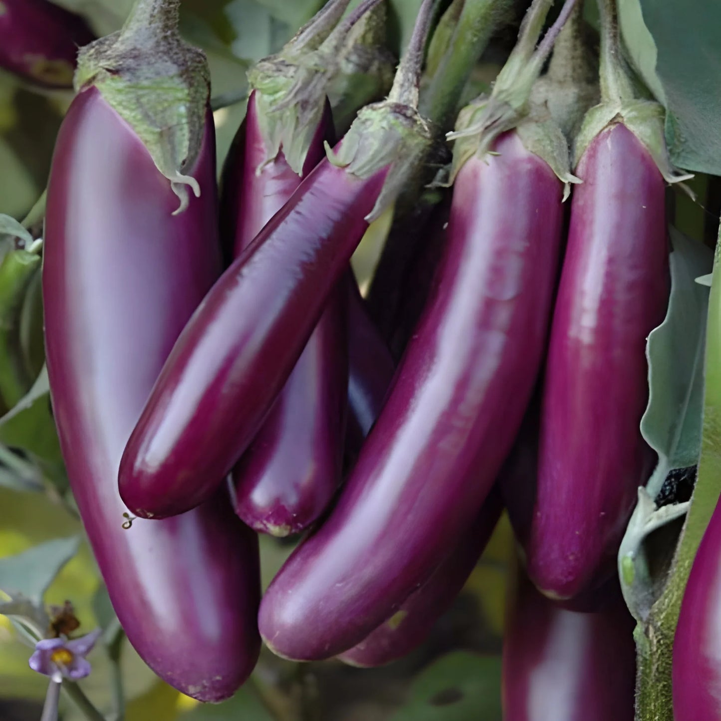 Giant Eggplant Seeds