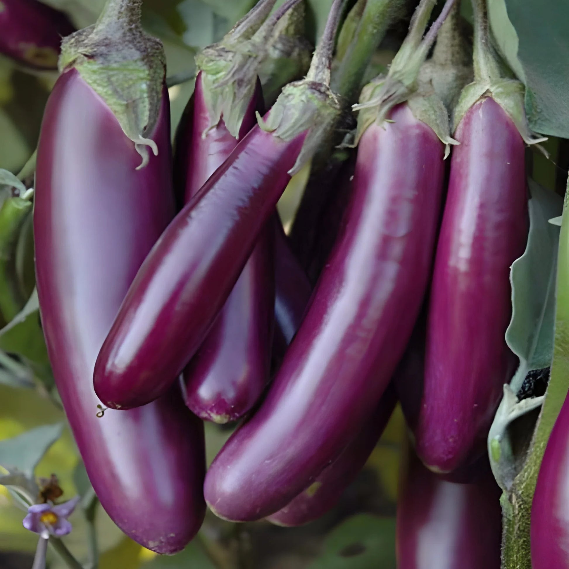 Giant Eggplant Seeds