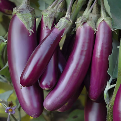 Giant Eggplant Seeds