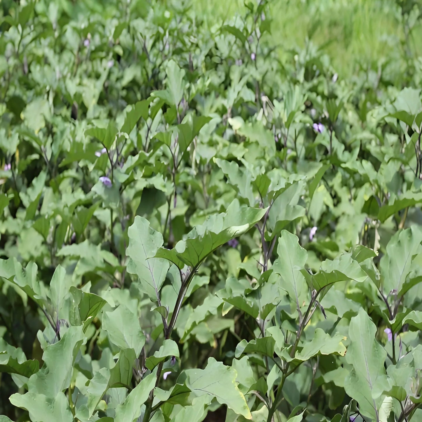 Giant Eggplant Seeds