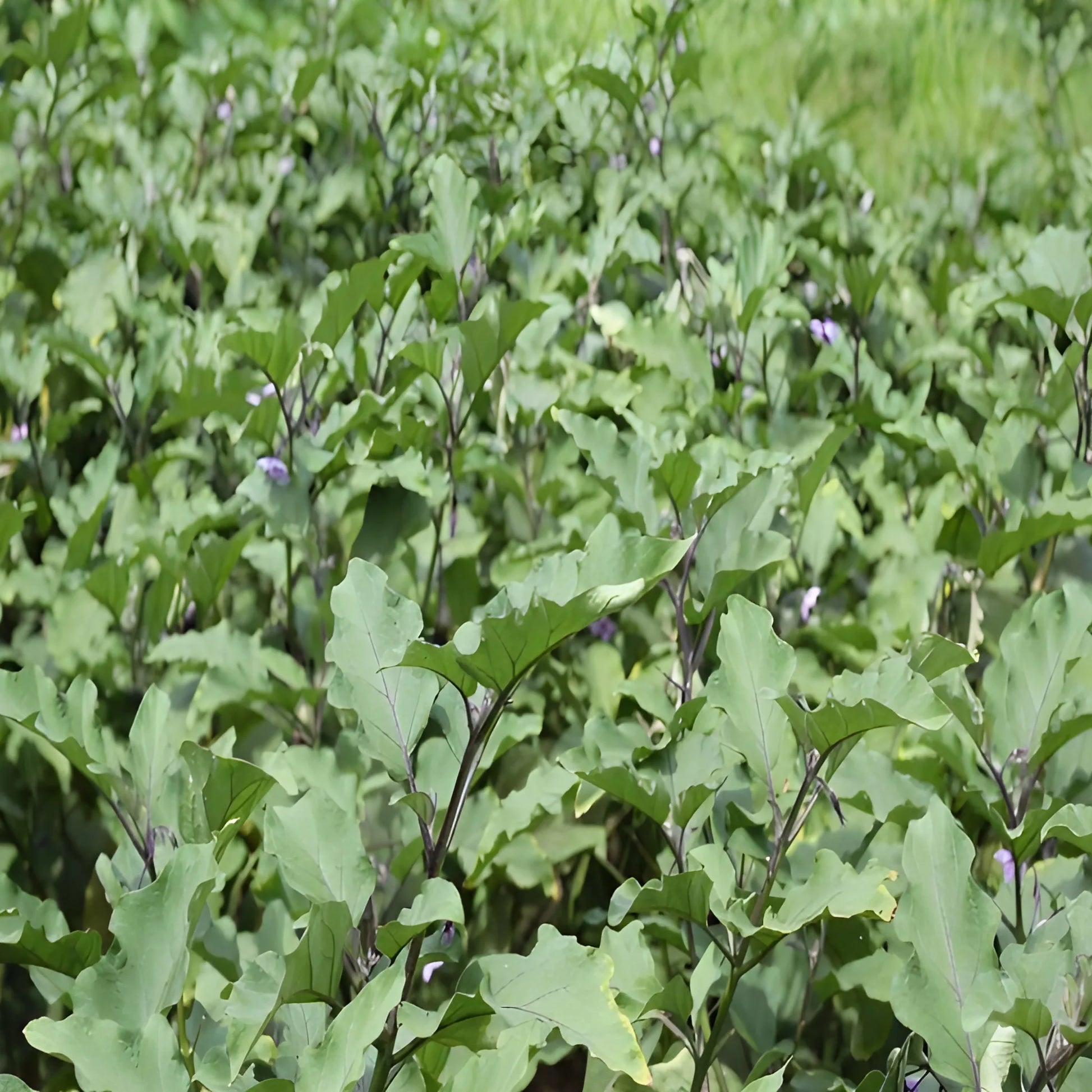 Giant Eggplant Seeds