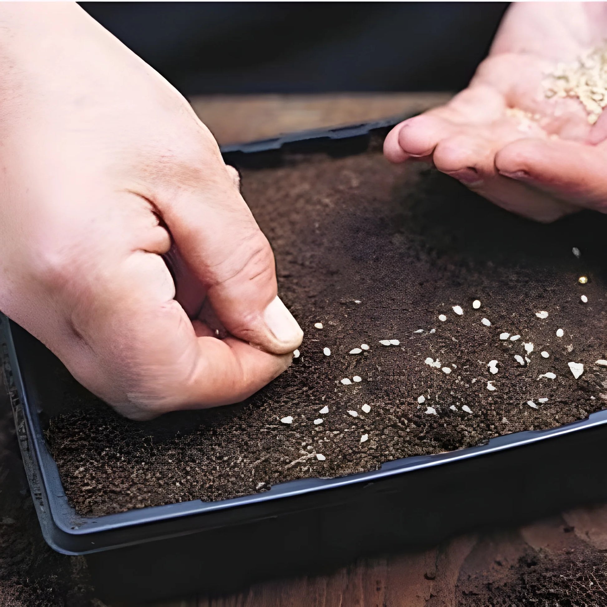 Giant Eggplant Seeds
