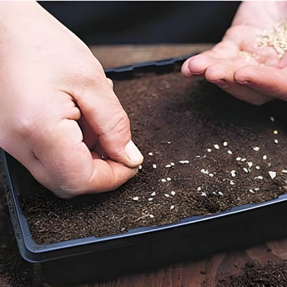 Giant Eggplant Seeds