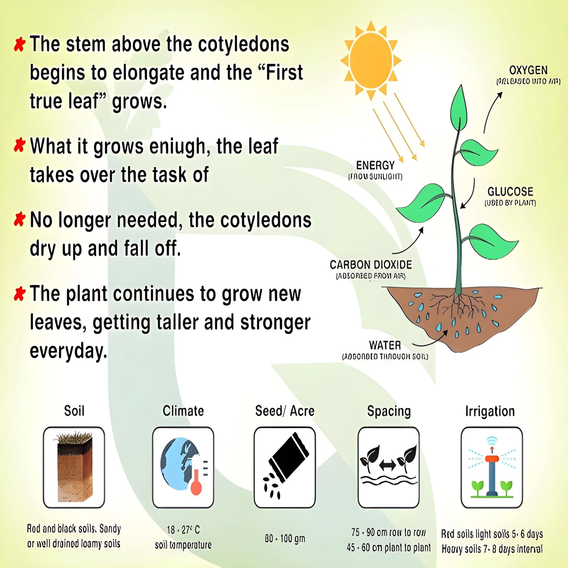 Giant Eggplant Seeds