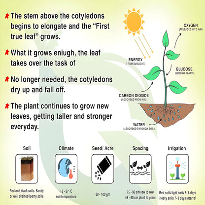 Giant Eggplant Seeds