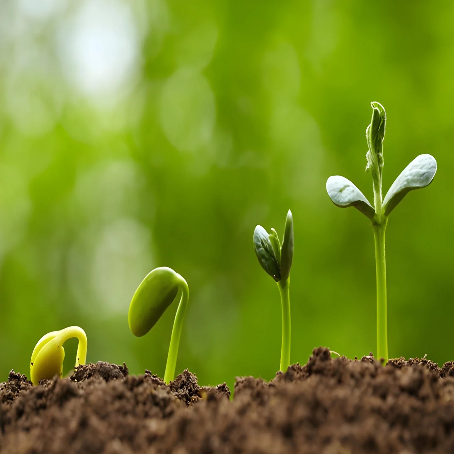 Giant Monster Tomato Seeds