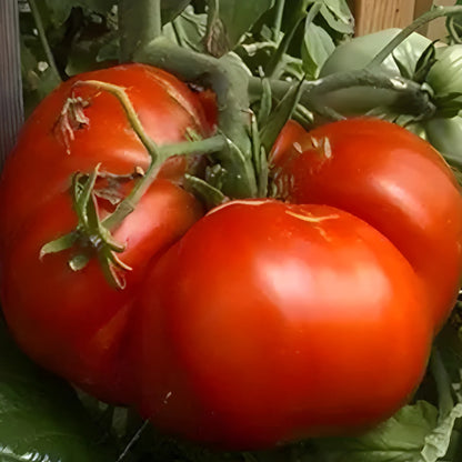 Giant Monster Tomato Seeds