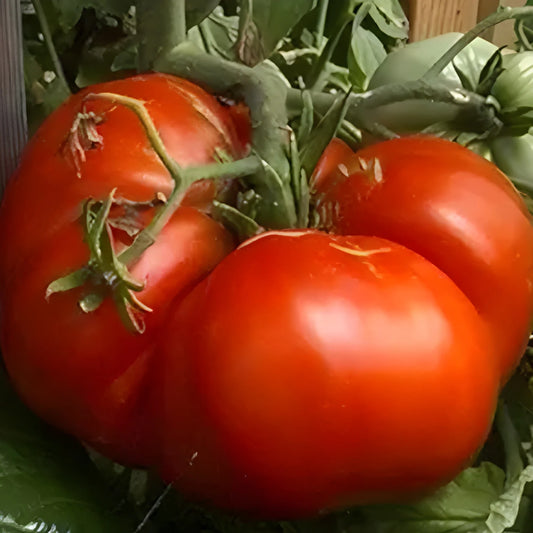 Giant Monster Tomato Seeds