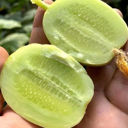 Golden Boy Cucumber Seeds