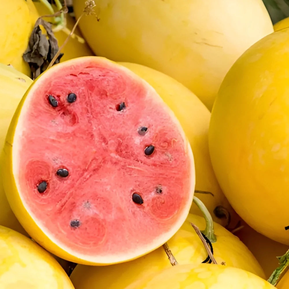 Golden Red Watermelon Seeds