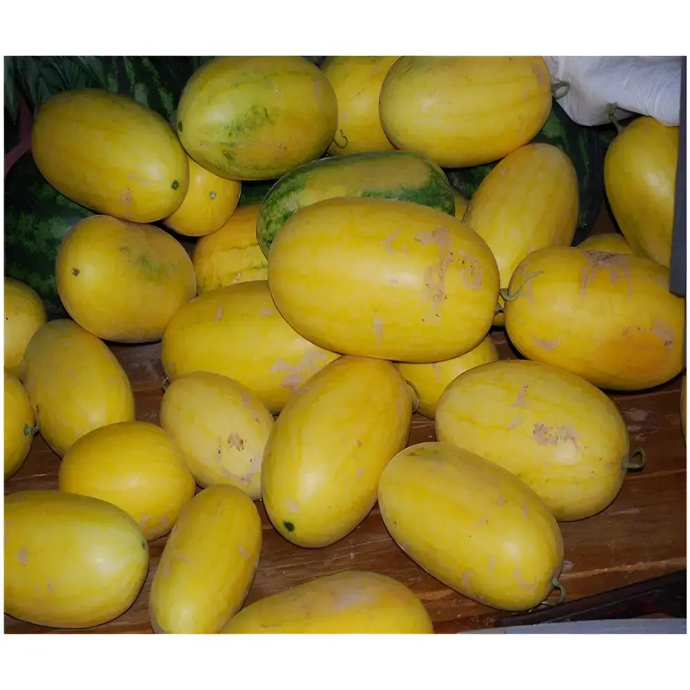 Golden Red Watermelon Seeds