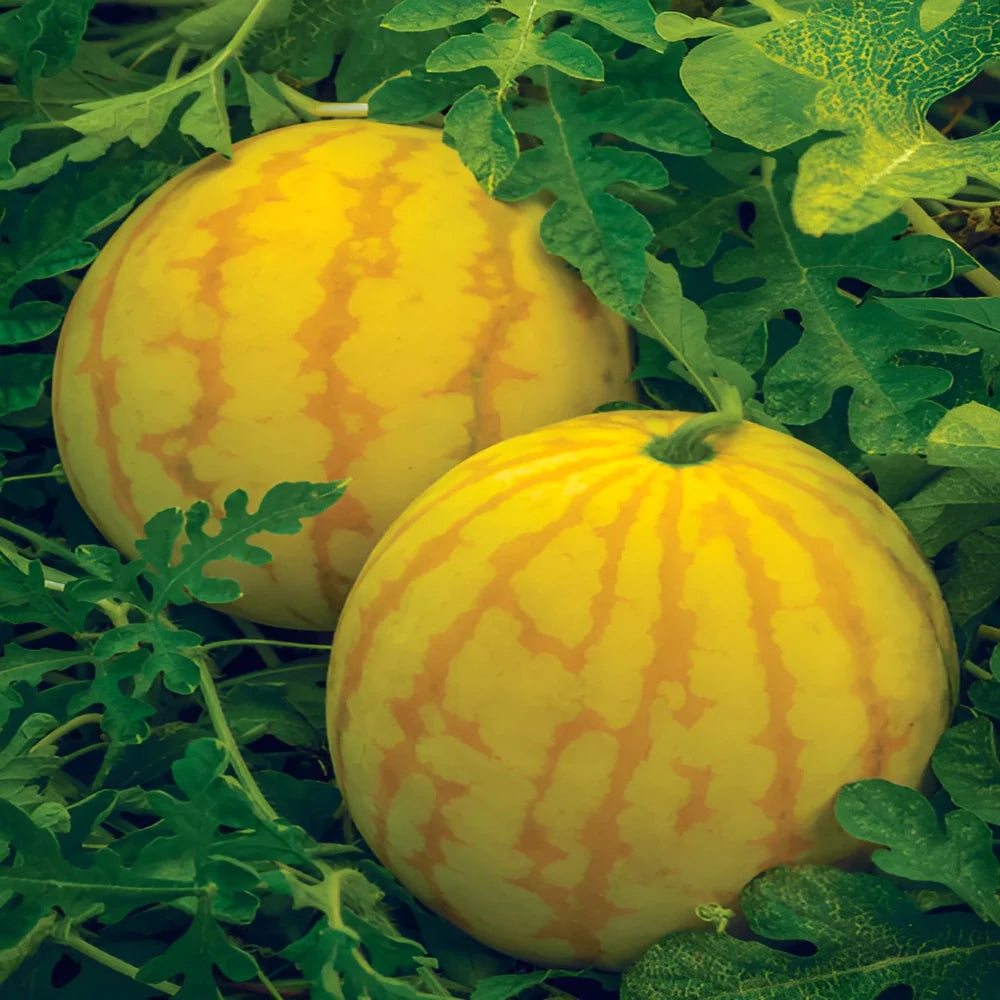 Golden Red Watermelon Seeds