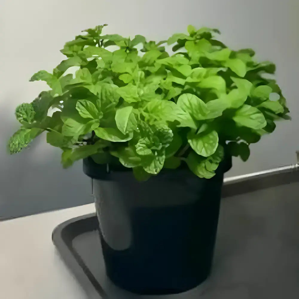 Gourmet Ornamental Mint Seeds